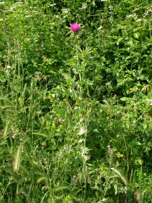 Silybum marianum / Cardo mariano